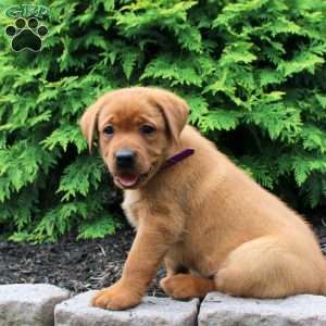 Alaska, Fox Red Labrador Retriever Puppy