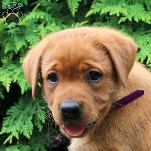 Alaska, Fox Red Labrador Retriever Puppy