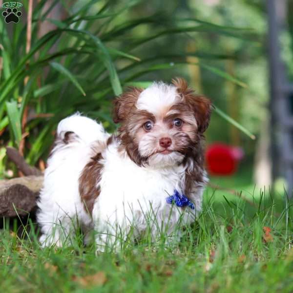 Alex, Havanese Puppy