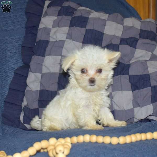Alex, Maltese Puppy
