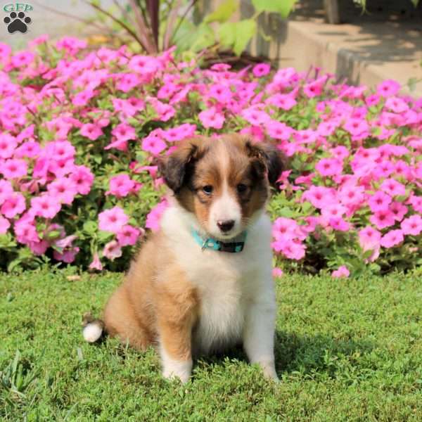 Alex, Sheltie Puppy