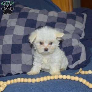 Alex, Maltese Puppy
