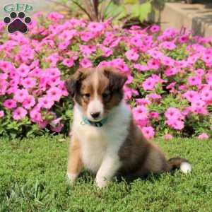 Alex, Sheltie Puppy