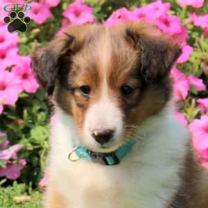 Alex, Sheltie Puppy