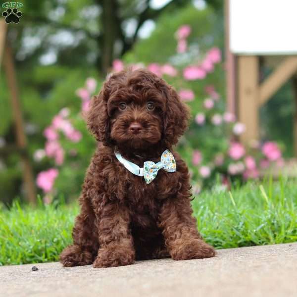 Alex, Cockapoo Puppy