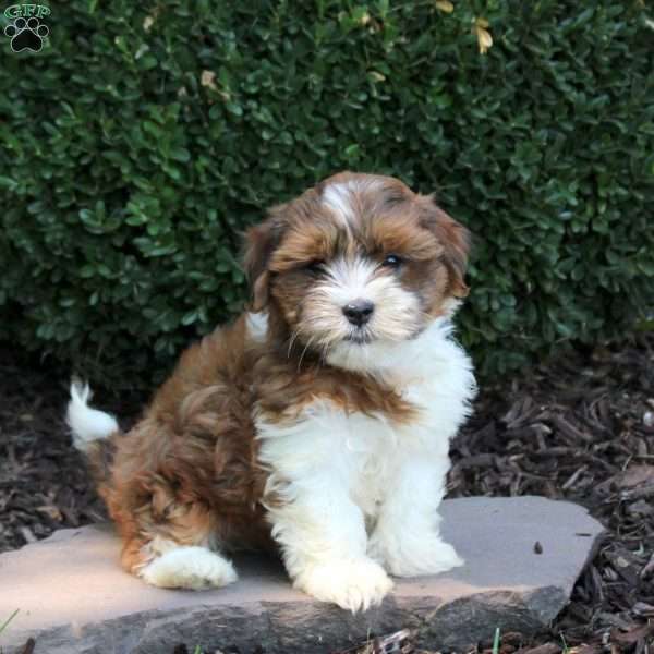 Alice, Havanese Puppy