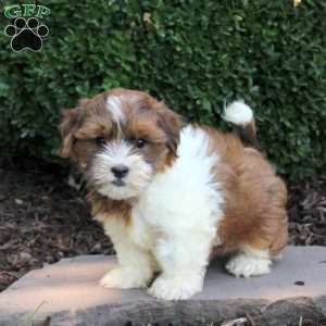 Alice, Havanese Puppy