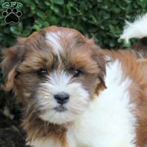 Alice, Havanese Puppy
