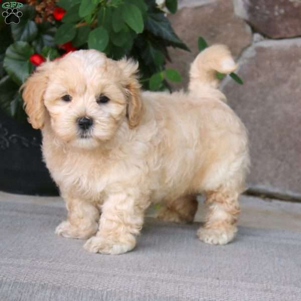 Alisha, Shih-Poo Puppy