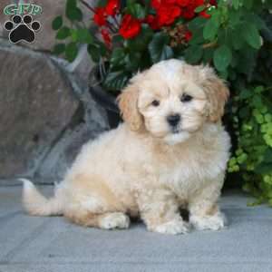 Alisha, Shih-Poo Puppy
