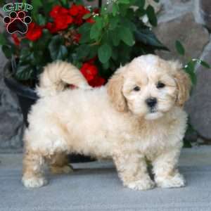 Alisha, Shih-Poo Puppy
