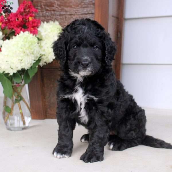 Alissa, Bernese Mountain Dog Mix Puppy