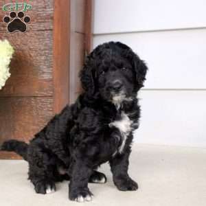 Alissa, Bernese Mountain Dog Mix Puppy
