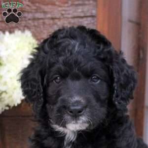 Alissa, Bernese Mountain Dog Mix Puppy