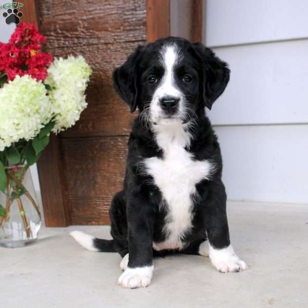 Alivia, Bernese Mountain Dog Mix Puppy