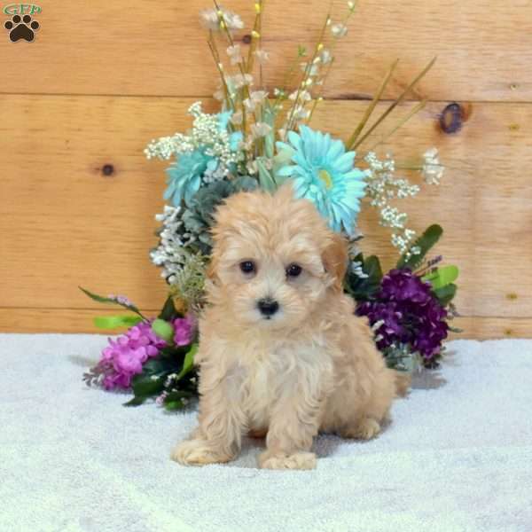 Allie, Maltipoo Puppy