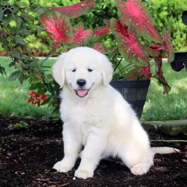 Allie, English Cream Golden Retriever Puppy