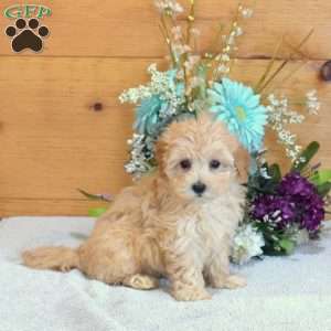 Allie, Maltipoo Puppy