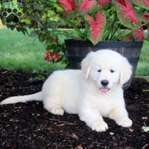 Allie, English Cream Golden Retriever Puppy