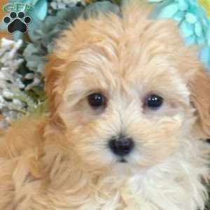 Allie, Maltipoo Puppy