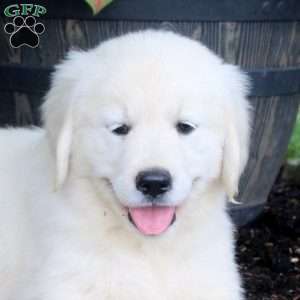 Allie, English Cream Golden Retriever Puppy