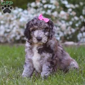 Ally, Newfypoo Puppy