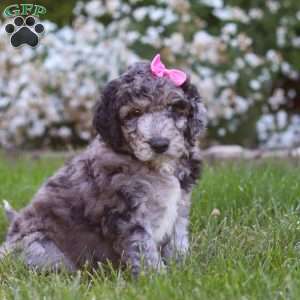 Ally, Newfypoo Puppy