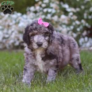 Ally, Newfypoo Puppy