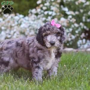 Ally, Newfypoo Puppy