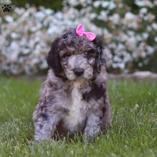 Ally, Newfypoo Puppy