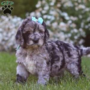 Amber, Newfypoo Puppy