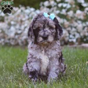Amber, Newfypoo Puppy