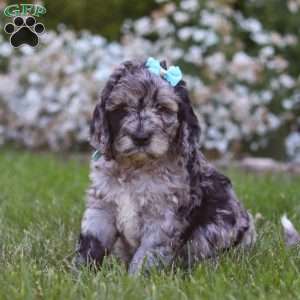 Amber, Newfypoo Puppy
