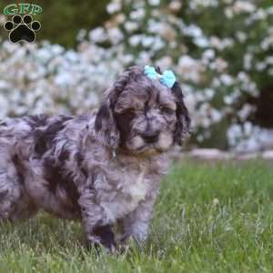 Amber, Newfypoo Puppy