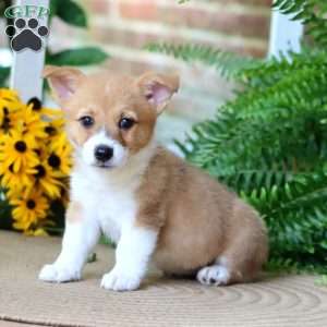 Amber, Pembroke Welsh Corgi Puppy