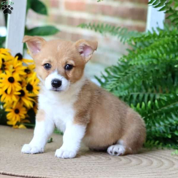Amber, Pembroke Welsh Corgi Puppy