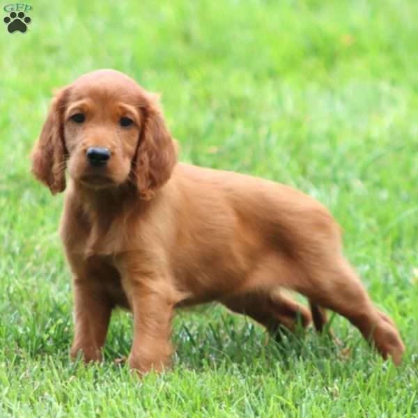 Amber, Irish Setter Puppy