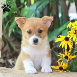 Amber, Pembroke Welsh Corgi Puppy
