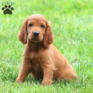 Amber, Irish Setter Puppy
