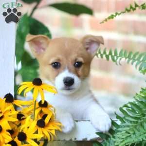 Amber, Pembroke Welsh Corgi Puppy