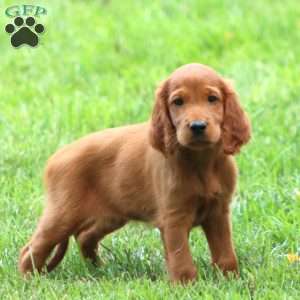 Amber, Irish Setter Puppy