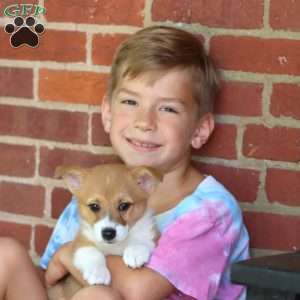 Amber, Pembroke Welsh Corgi Puppy
