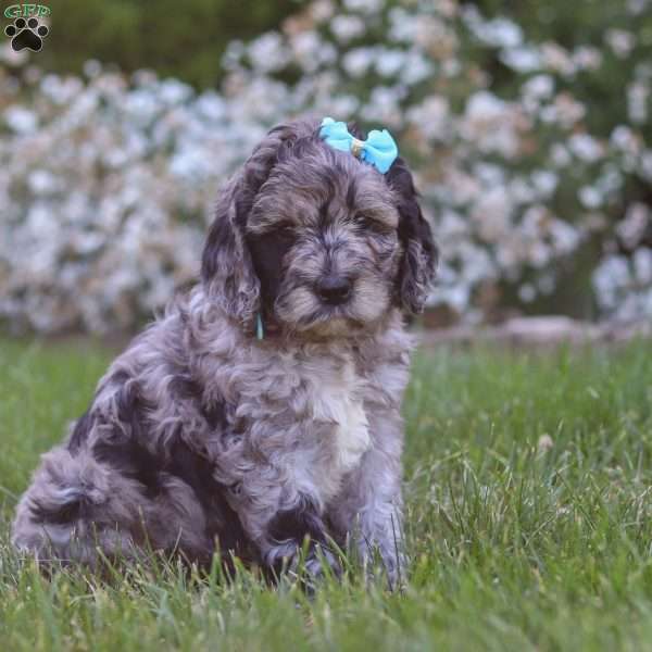 Amber, Newfypoo Puppy