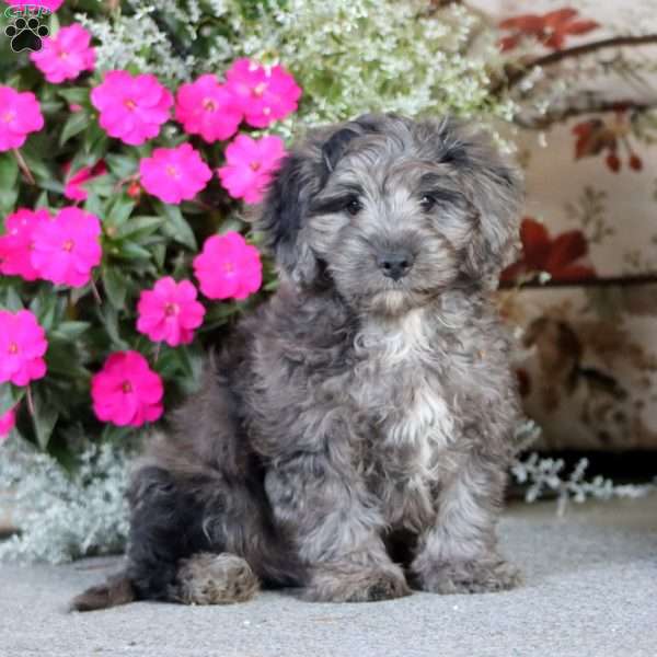 Amos, Cockapoo Puppy