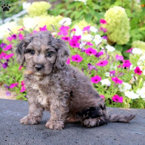 Amos, Cockapoo Puppy
