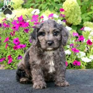 Amos, Cockapoo Puppy
