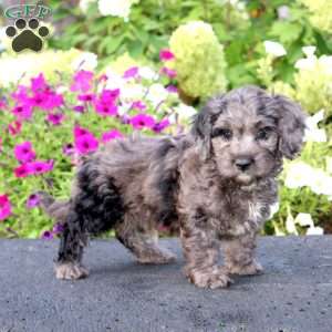 Amos, Cockapoo Puppy