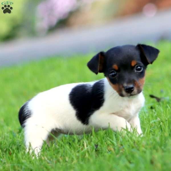 Amy, Jack Russell Terrier Puppy