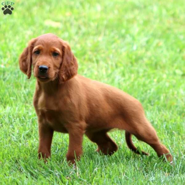 Amy, Irish Setter Puppy