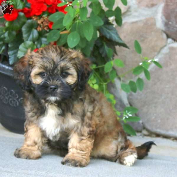 Amy, Shih-Poo Puppy